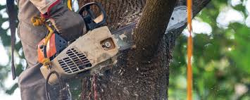 Best Tree Mulching  in Cold Spring Harbor, NY