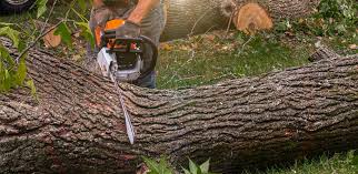 Best Hazardous Tree Removal  in Cold Spring Harbor, NY