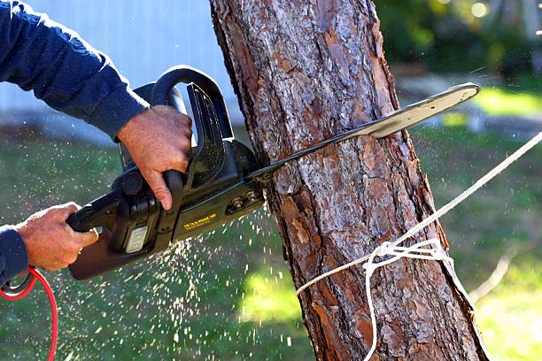 How Our Tree Care Process Works  in  Cold Spring Harbor, NY