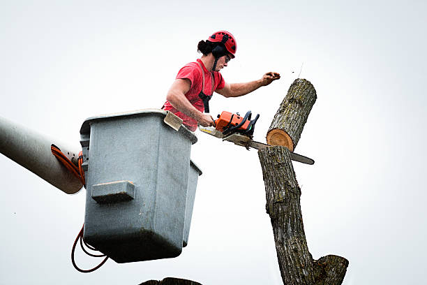 Best Tree Removal  in Cold Spring Harbor, NY