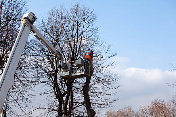 Best Fruit Tree Pruning  in Cold Spring Harbor, NY