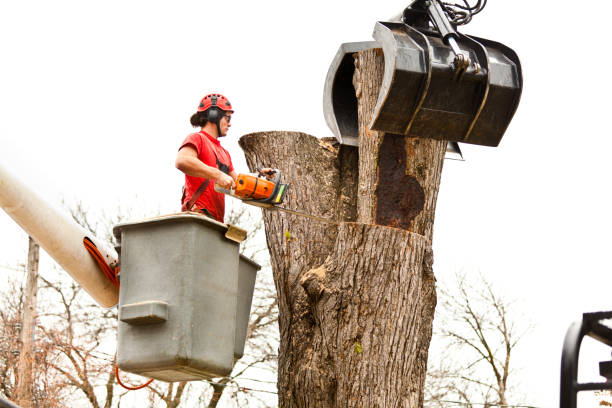 Best Stump Grinding and Removal  in Cold Spring Harbor, NY